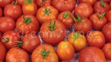 天然成熟红番茄在滴露中旋转。 食物
